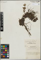 Foto von Salix lindleyana Wall.